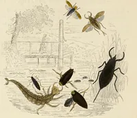 An illustration from Episodes of insect life / by Acheta Domestica, [pseud.] ;edited and revised by J.G. Wood. (1879)