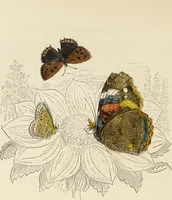 An illustration from Episodes of insect life / by Acheta Domestica, [pseud.] ;edited and revised by J.G. Wood. (1879)