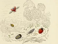 An illustration from Episodes of insect life / by Acheta Domestica, [pseud.] ;edited and revised by J.G. Wood. (1879)