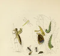 An illustration from Episodes of insect life / by Acheta Domestica, [pseud.] ;edited and revised by J.G. Wood. (1879)