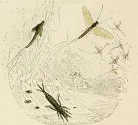 An illustration from Episodes of insect life / by Acheta Domestica, [pseud.] ;edited and revised by J.G. Wood. (1879)