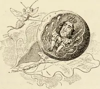 An illustration from Episodes of insect life / by Acheta Domestica, [pseud.] ;edited and revised by J.G. Wood. (1879)