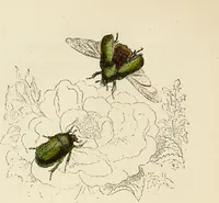 An illustration from Episodes of insect life / by Acheta Domestica, [pseud.] ;edited and revised by J.G. Wood. (1879)