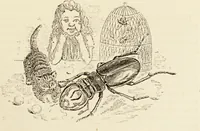 Picture 50 of 106 from Episodes of insect life / by Acheta Domestica, [pseud.] ;edited and revised by J.G. Wood. (1879), leaf 191