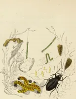 Picture 51 of 106 from Episodes of insect life / by Acheta Domestica, [pseud.] ;edited and revised by J.G. Wood. (1879), leaf 192