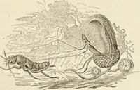 Picture 52 of 106 from Episodes of insect life / by Acheta Domestica, [pseud.] ;edited and revised by J.G. Wood. (1879), leaf 201