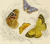 An illustration from Episodes of insect life / by Acheta Domestica, [pseud.] ;edited and revised by J.G. Wood. (1879)