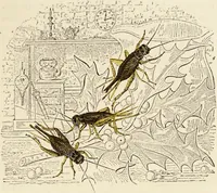 Picture 6 of 106 from Episodes of insect life / by Acheta Domestica, [pseud.] ;edited and revised by J.G. Wood. (1879), leaf 21