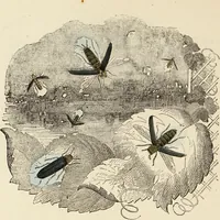 An illustration from Episodes of insect life / by Acheta Domestica, [pseud.] ;edited and revised by J.G. Wood. (1879)