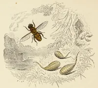 Picture 57 of 106 from Episodes of insect life / by Acheta Domestica, [pseud.] ;edited and revised by J.G. Wood. (1879), leaf 224