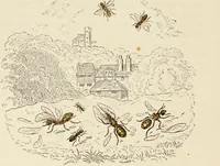 Picture 59 of 106 from Episodes of insect life / by Acheta Domestica, [pseud.] ;edited and revised by J.G. Wood. (1879), leaf 232