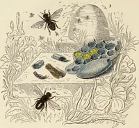 Picture 61 of 106 from Episodes of insect life / by Acheta Domestica, [pseud.] ;edited and revised by J.G. Wood. (1879), leaf 242