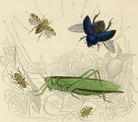 An illustration from Episodes of insect life / by Acheta Domestica, [pseud.] ;edited and revised by J.G. Wood. (1879)