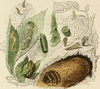 An illustration from Episodes of insect life / by Acheta Domestica, [pseud.] ;edited and revised by J.G. Wood. (1879)
