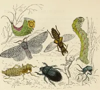 An illustration from Episodes of insect life / by Acheta Domestica, [pseud.] ;edited and revised by J.G. Wood. (1879)