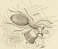An illustration from Episodes of insect life / by Acheta Domestica, [pseud.] ;edited and revised by J.G. Wood. (1879)