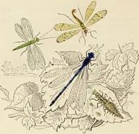 An illustration from Episodes of insect life / by Acheta Domestica, [pseud.] ;edited and revised by J.G. Wood. (1879)