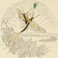 An illustration from Episodes of insect life / by Acheta Domestica, [pseud.] ;edited and revised by J.G. Wood. (1879)