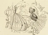Picture 70 of 106 from Episodes of insect life / by Acheta Domestica, [pseud.] ;edited and revised by J.G. Wood. (1879), leaf 283
