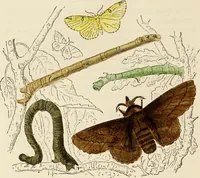 An illustration from Episodes of insect life / by Acheta Domestica, [pseud.] ;edited and revised by J.G. Wood. (1879)