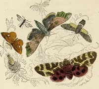 An illustration from Episodes of insect life / by Acheta Domestica, [pseud.] ;edited and revised by J.G. Wood. (1879)