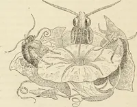 An illustration from Episodes of insect life / by Acheta Domestica, [pseud.] ;edited and revised by J.G. Wood. (1879)