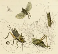 Picture 76 of 106 from Episodes of insect life / by Acheta Domestica, [pseud.] ;edited and revised by J.G. Wood. (1879), leaf 301
