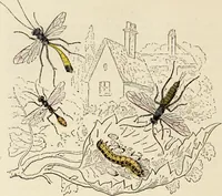 Picture 78 of 106 from Episodes of insect life / by Acheta Domestica, [pseud.] ;edited and revised by J.G. Wood. (1879), leaf 310