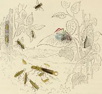 An illustration from Episodes of insect life / by Acheta Domestica, [pseud.] ;edited and revised by J.G. Wood. (1879)
