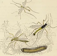 Picture 82 of 106 from Episodes of insect life / by Acheta Domestica, [pseud.] ;edited and revised by J.G. Wood. (1879), leaf 326