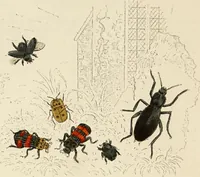 Picture 83 of 106 from Episodes of insect life / by Acheta Domestica, [pseud.] ;edited and revised by J.G. Wood. (1879), leaf 334