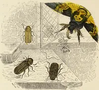 Picture 85 of 106 from Episodes of insect life / by Acheta Domestica, [pseud.] ;edited and revised by J.G. Wood. (1879), leaf 342