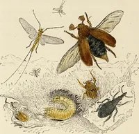 An illustration from Episodes of insect life / by Acheta Domestica, [pseud.] ;edited and revised by J.G. Wood. (1879)