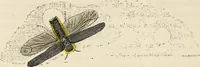 An illustration from Episodes of insect life / by Acheta Domestica, [pseud.] ;edited and revised by J.G. Wood. (1879)