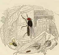 An illustration from Episodes of insect life / by Acheta Domestica, [pseud.] ;edited and revised by J.G. Wood. (1879)