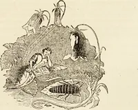 An illustration from Episodes of insect life / by Acheta Domestica, [pseud.] ;edited and revised by J.G. Wood. (1879)