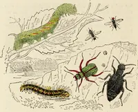 An illustration from Episodes of insect life / by Acheta Domestica, [pseud.] ;edited and revised by J.G. Wood. (1879)