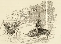 An illustration from Episodes of insect life / by Acheta Domestica, [pseud.] ;edited and revised by J.G. Wood. (1879)