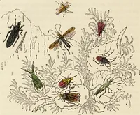 An illustration from Episodes of insect life / by Acheta Domestica, [pseud.] ;edited and revised by J.G. Wood. (1879)