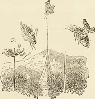 An illustration from Episodes of insect life / by Acheta Domestica, [pseud.] ;edited and revised by J.G. Wood. (1879)