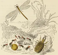 Picture 96 of 106 from Episodes of insect life / by Acheta Domestica, [pseud.] ;edited and revised by J.G. Wood. (1879), leaf 386