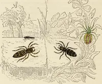 Picture 100 of 106 from Episodes of insect life / by Acheta Domestica, [pseud.] ;edited and revised by J.G. Wood. (1879), leaf 406