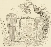 Picture 101 of 106 from Episodes of insect life / by Acheta Domestica, [pseud.] ;edited and revised by J.G. Wood. (1879), leaf 413