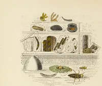 An illustration from Episodes of insect life / by Acheta Domestica, [pseud.] ;edited and revised by J.G. Wood. (1879)