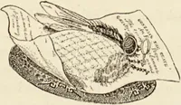 Picture 11 of 106 from Episodes of insect life / by Acheta Domestica, [pseud.] ;edited and revised by J.G. Wood. (1879), leaf 43