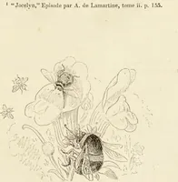 Picture 105 of 106 from Episodes of insect life / by Acheta Domestica, [pseud.] ;edited and revised by J.G. Wood. (1879), leaf 433