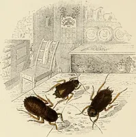 Picture 106 of 106 from Episodes of insect life / by Acheta Domestica, [pseud.] ;edited and revised by J.G. Wood. (1879), leaf 434