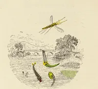 Picture 12 of 106 from Episodes of insect life / by Acheta Domestica, [pseud.] ;edited and revised by J.G. Wood. (1879), leaf 44