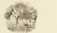 An illustration from Episodes of insect life / by Acheta Domestica, [pseud.] ;edited and revised by J.G. Wood. (1879)