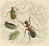 An illustration from Episodes of insect life / by Acheta Domestica, [pseud.] ;edited and revised by J.G. Wood. (1879)